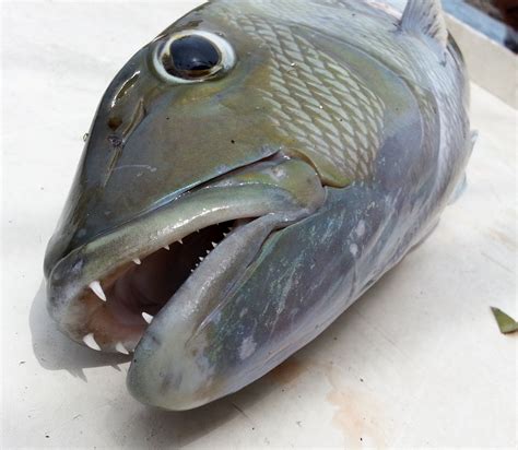maya maya fish|Jobfish (Maya Maya) – Fishing The Phili.